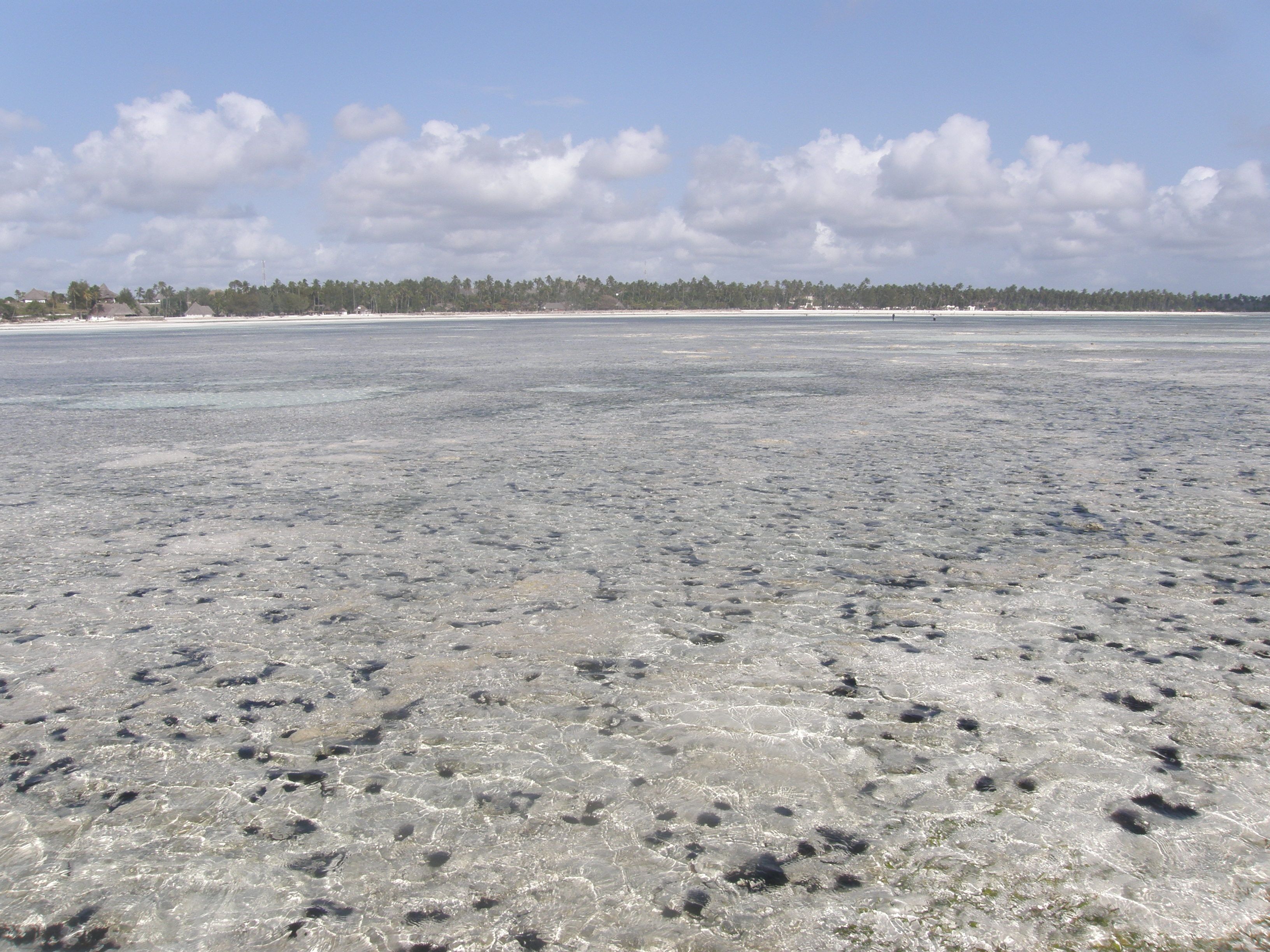 Pwani Mchangani at low tide, the sea drawn far back to expose a wide, shallow reef flat of clear water over dark coral and seaweed, with the palm-lined white-sand shore and a few thatched resort roofs on the horizon, on Zanzibar's northeast coast.