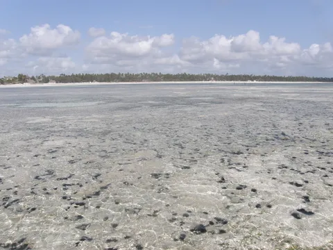 Pwani Mchangani at low tide, the sea drawn far back to expose a wide, shallow reef flat of clear water over dark coral and seaweed, with the palm-lined white-sand shore and a few thatched resort roofs on the horizon, on Zanzibar's northeast coast.