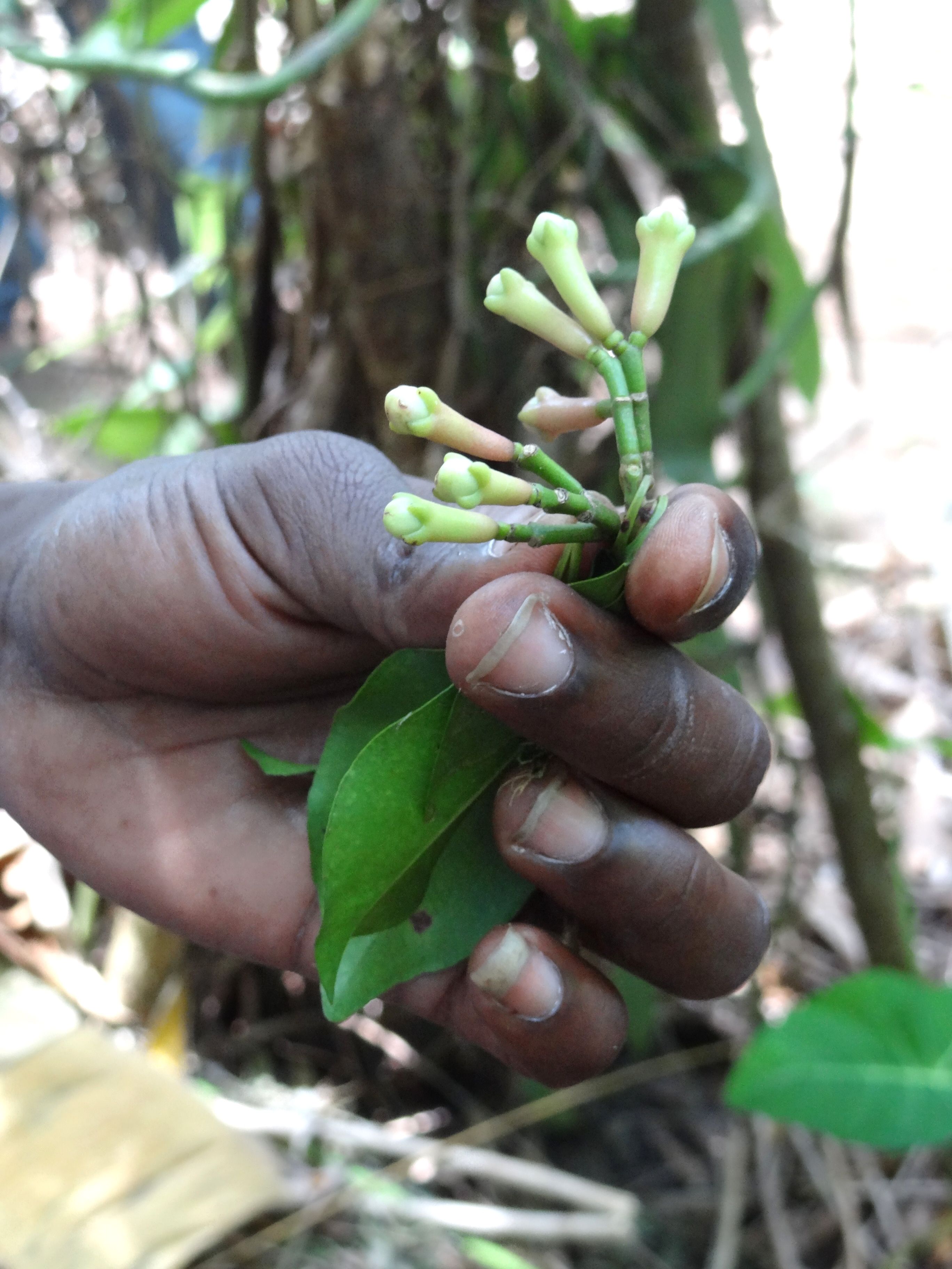A spice-farm guide's hand holding a sprig of freshly picked green cloves and a clove leaf, with green farm foliage and dappled light behind, on a spice tour near Stone Town, Zanzibar