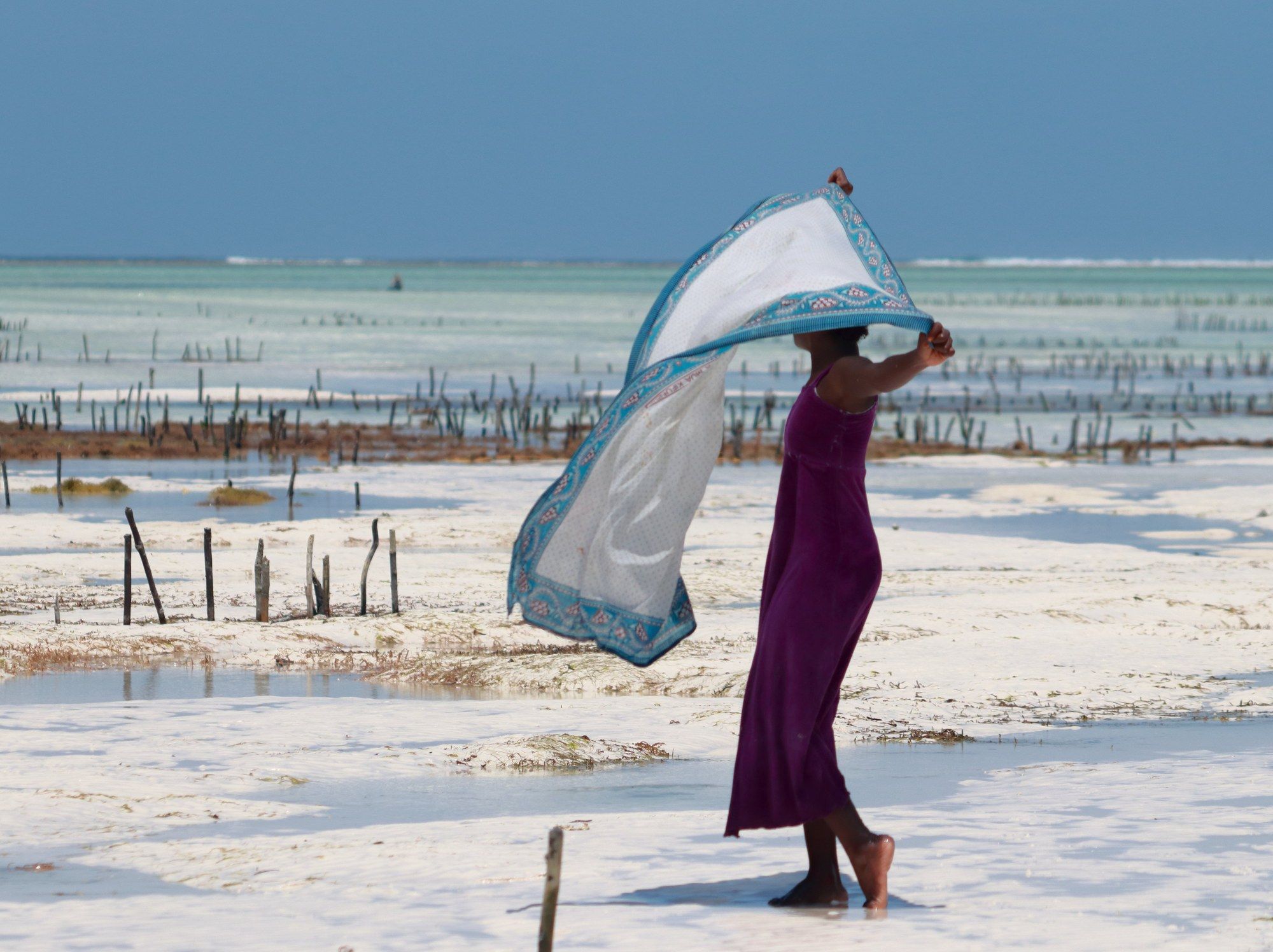 A woman in a long purple dress holds a patterned kanga wrap billowing in the wind on a Zanzibar beach at low tide, with seaweed-farming stakes and the sea behind her