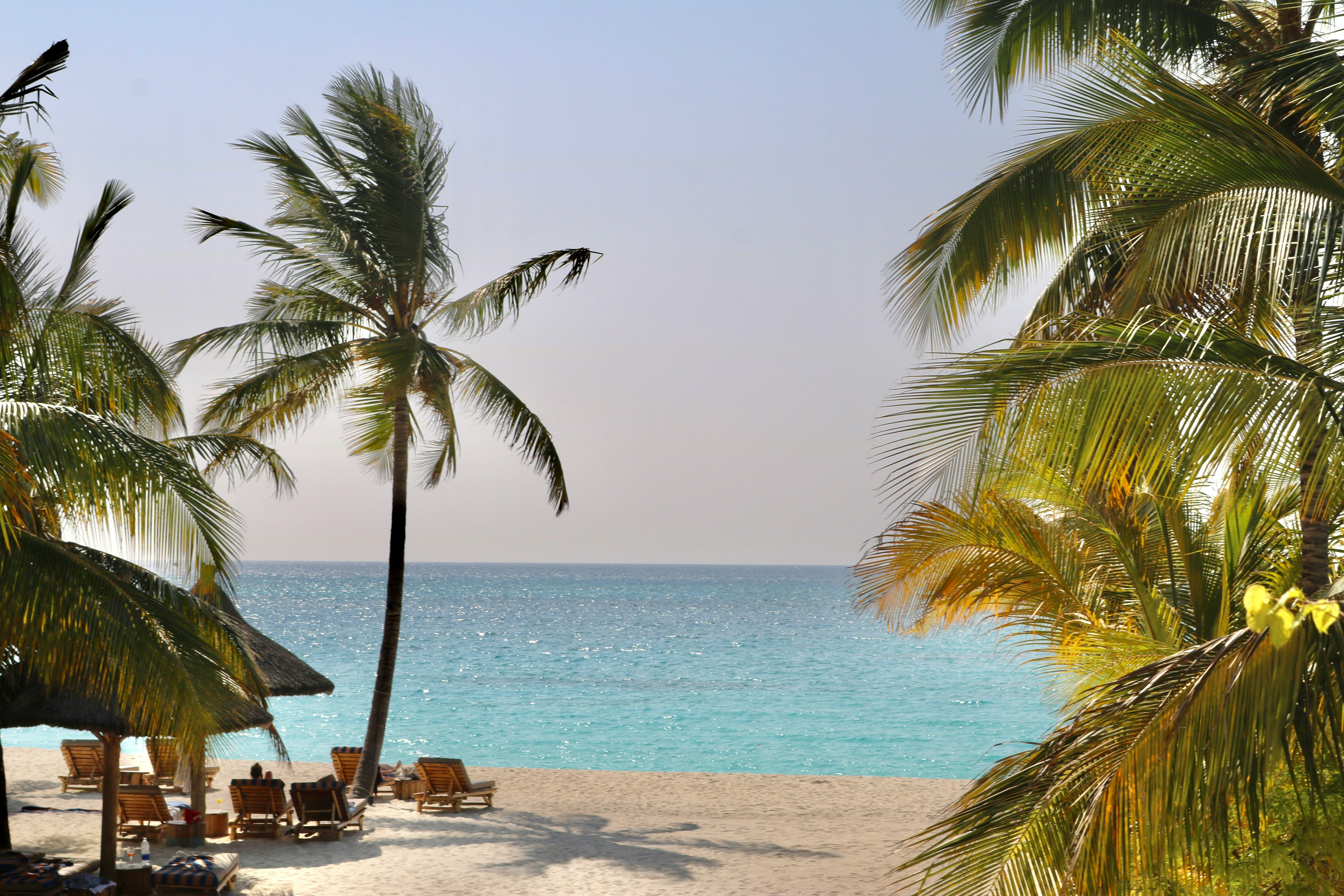Leaning coconut palms framing a white-sand beach and the turquoise Indian Ocean at a Zanzibar resort, with thatched umbrellas and wooden sun loungers on the sand.
