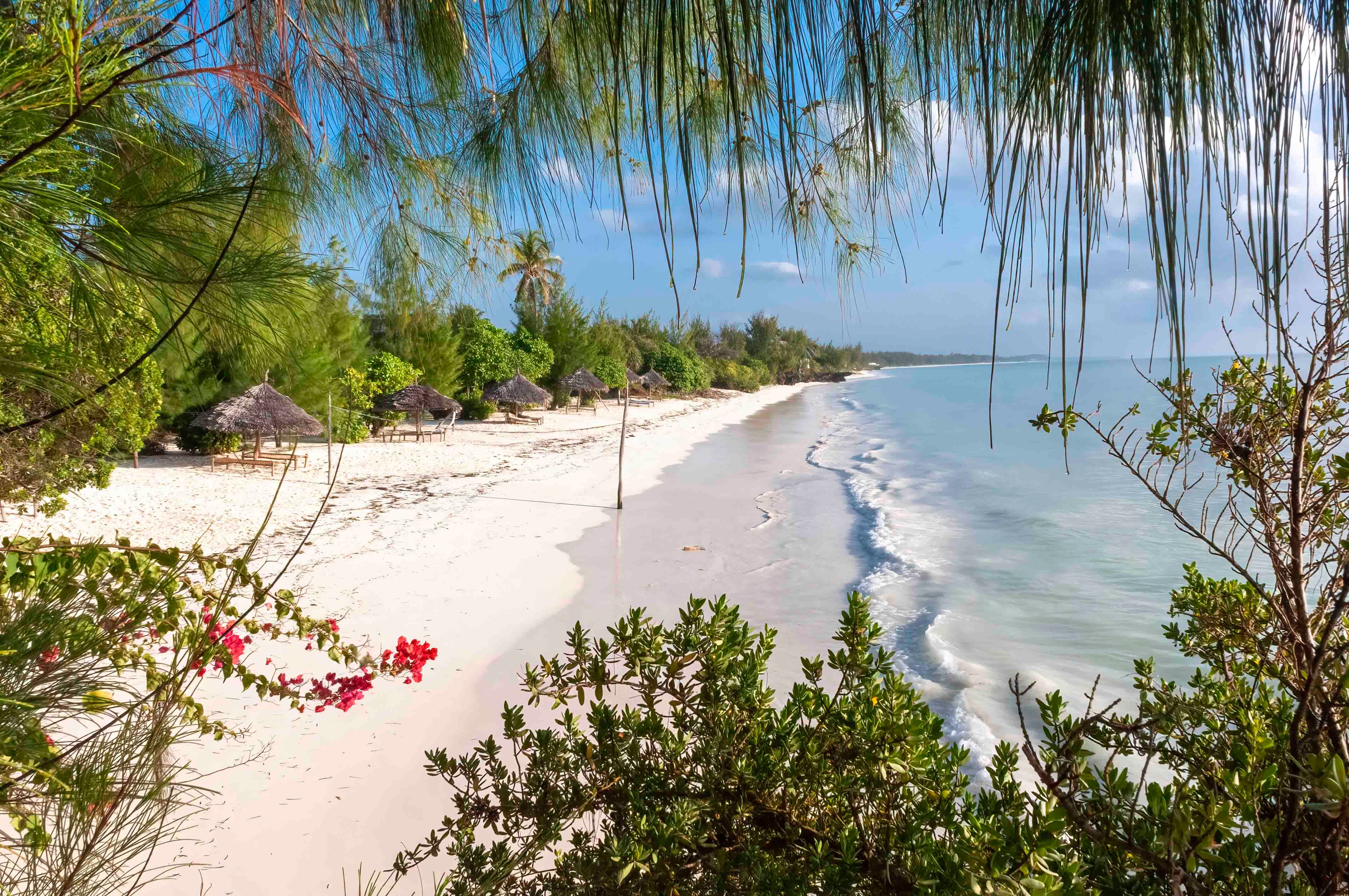 A curving white-sand Zanzibar beach viewed through overhanging casuarina branches, with thatched-roof beach bandas and palm trees set back on the sand and clear turquoise water washing the shore to the right under a blue sky