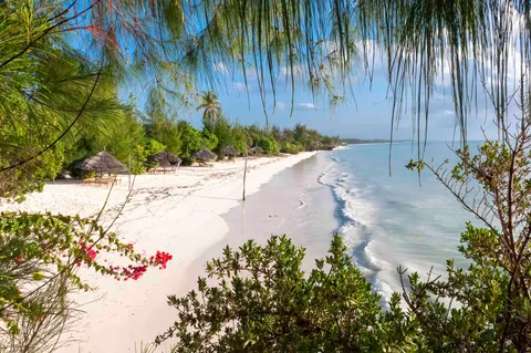 A curving white-sand Zanzibar beach viewed through overhanging casuarina branches, with thatched-roof beach bandas and palm trees set back on the sand and clear turquoise water washing the shore to the right under a blue sky