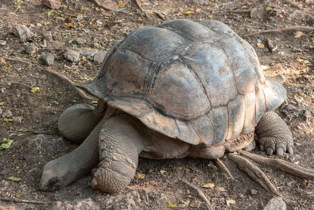 A giant Aldabra tortoise resting on the bare, root-covered earth of the shaded sanctuary enclosure on Changuu (Prison Island) off Stone Town, its high domed shell and thick, scaly grey legs close in the foreground.