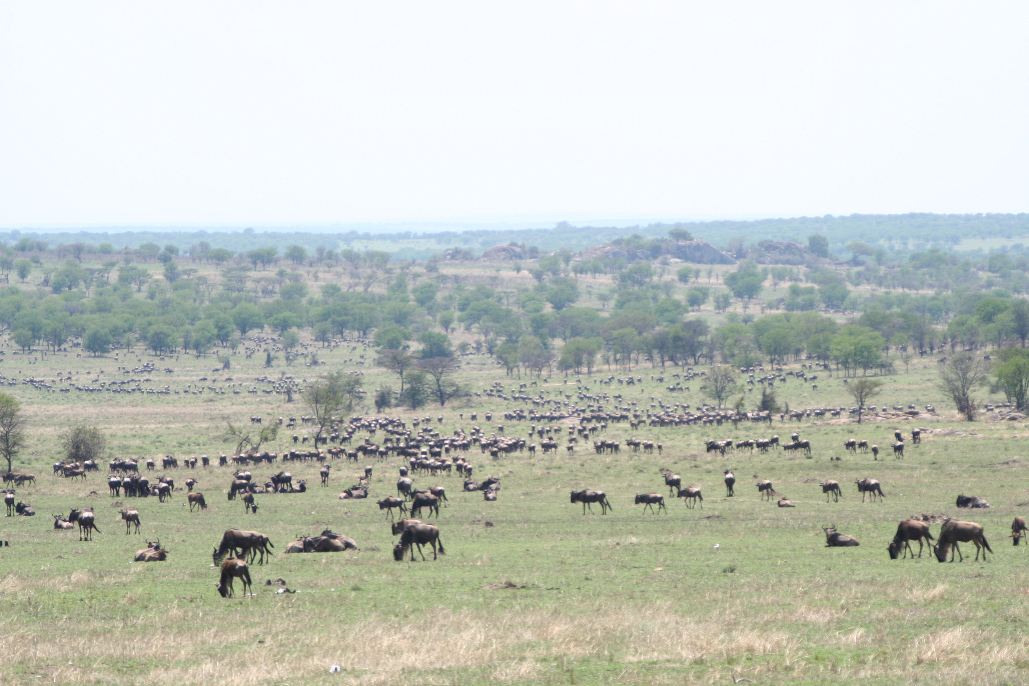 A large herd of wildebeest spread across the green grass plains of Tanzania's Serengeti, with scattered flat-topped acacia trees, rocky kopjes, and more herds stringing away to the horizon.