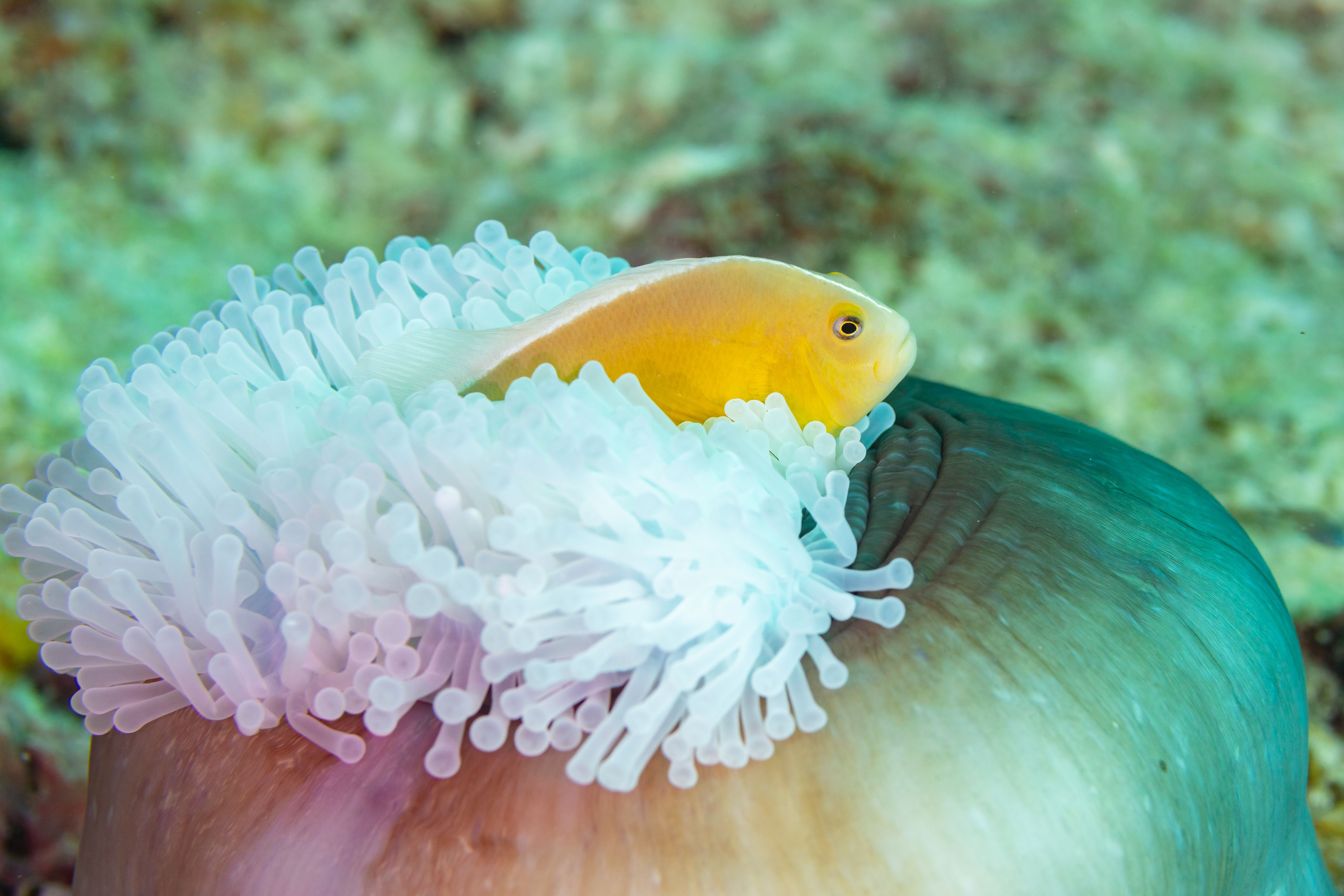 A golden nosestripe clownfish nestled in the pale, flowing tentacles of a magnificent sea anemone on a coral reef in Zanzibar's clear Indian Ocean water