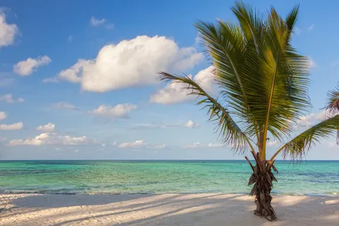 A leaning coconut palm on the white sand of Pongwe Beach on Zanzibar's east coast, framing calm, clear turquoise water under a partly clouded blue sky.