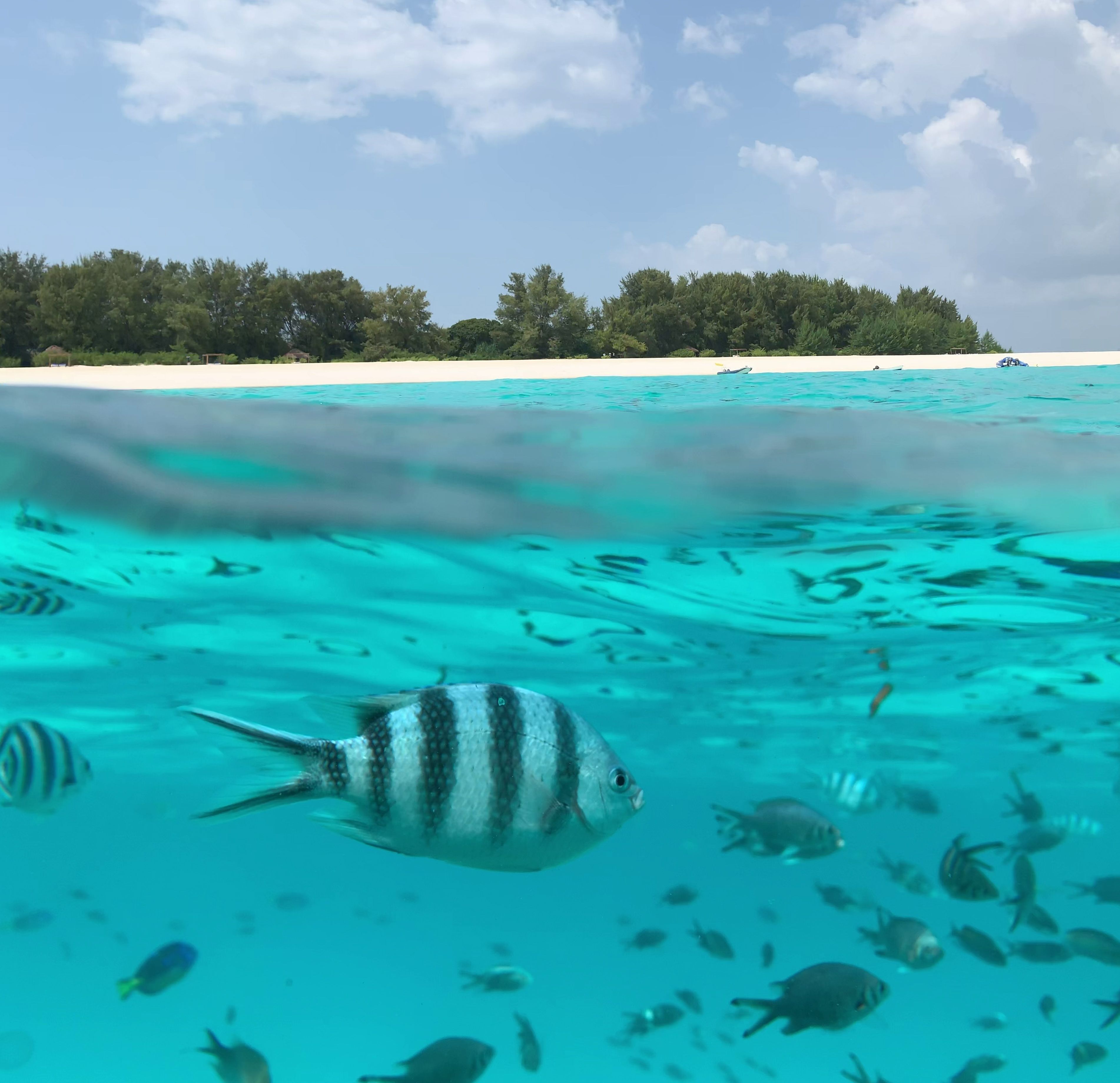 An over-under view at Mnemba: reef fish in clear turquoise water below the waterline, with the low tree-covered island, its white-sand beach and snorkeling boats behind.