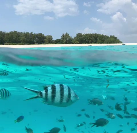 An over-under view at Mnemba: reef fish in clear turquoise water below the waterline, with the low tree-covered island, its white-sand beach and snorkeling boats behind.