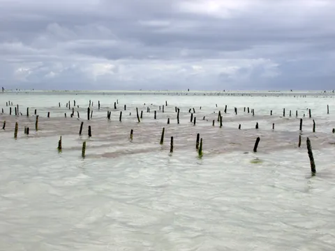 A wide low-tide seaweed farm at Jambiani on Zanzibar's southeast coast, rows of wooden stakes standing across the clear shallow flat under a moody sky, the working Swahili seaweed-farming village that defines this stretch of coast.