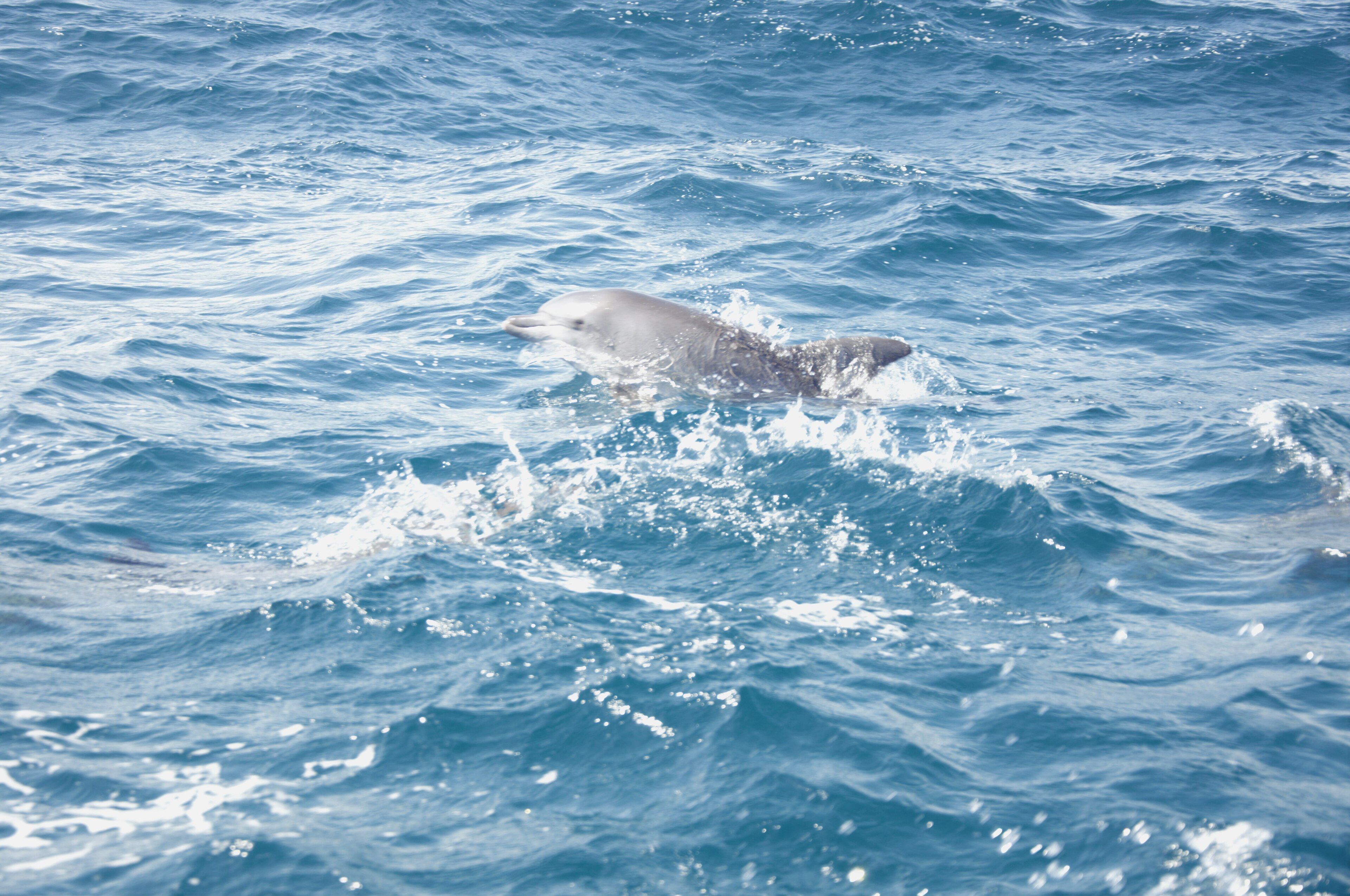 A single wild dolphin surfacing in deep-blue open ocean off Zanzibar, seen from a distance with no people or boats nearby.