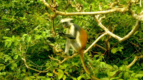 A Zanzibar red colobus monkey with a rust-red back and long tail, black face and pale chest, perched on a branch amid the green forest canopy at Jozani.