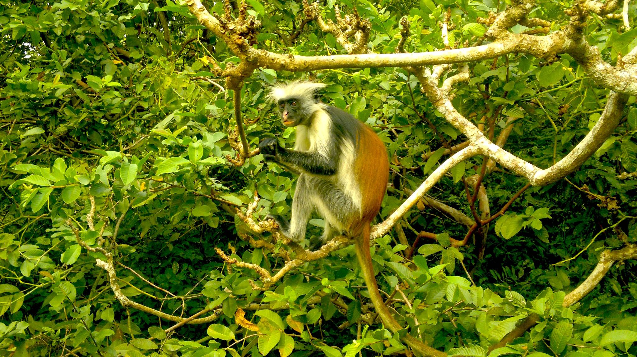 A Zanzibar red colobus monkey with a rust-red back and long tail, black face and pale chest, perched on a branch amid the green forest canopy at Jozani.