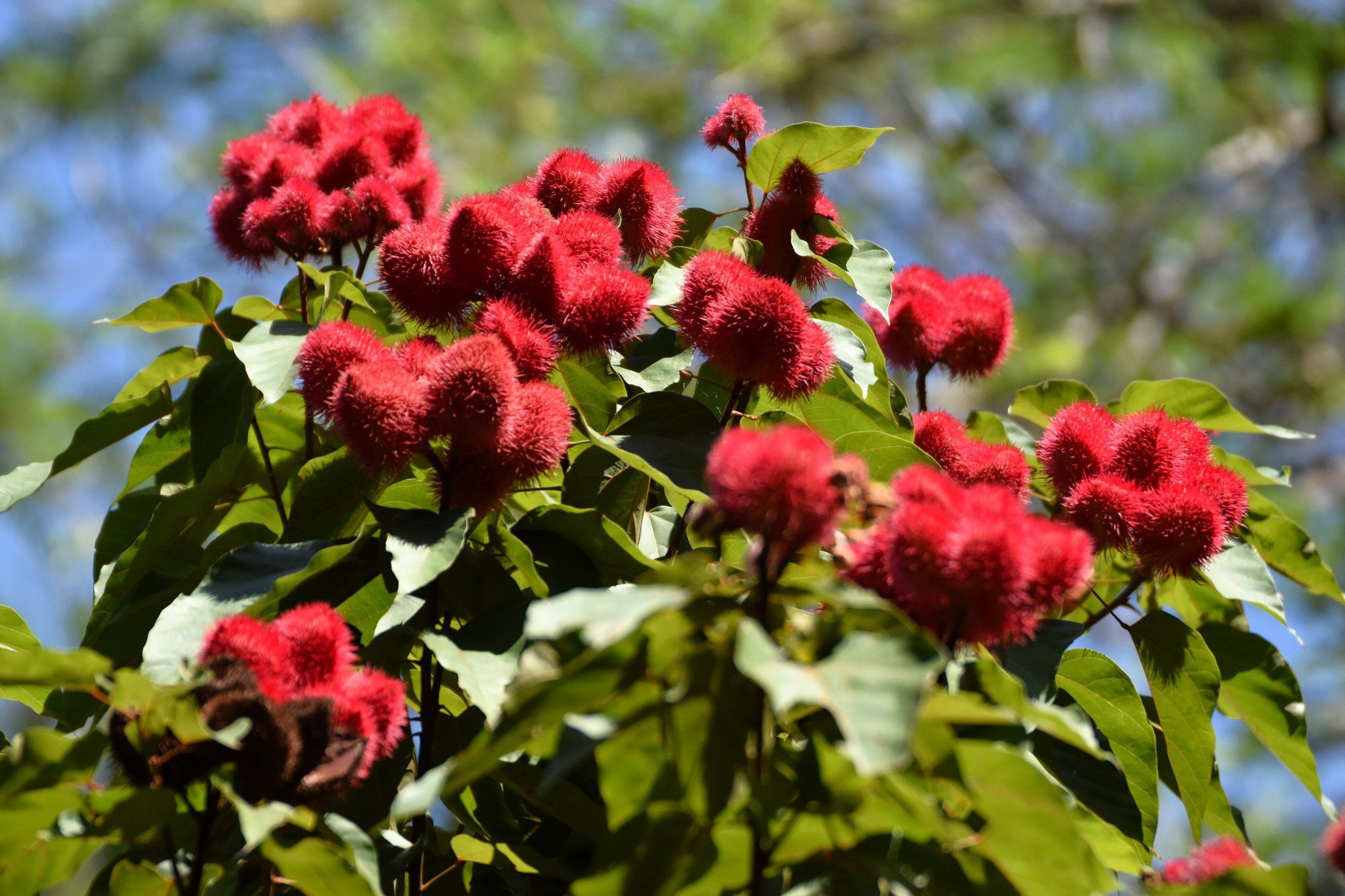 The crimson seed pods of the annatto (lipstick tree) at a Zanzibar spice farm, a classic stop on the island's spice tours.