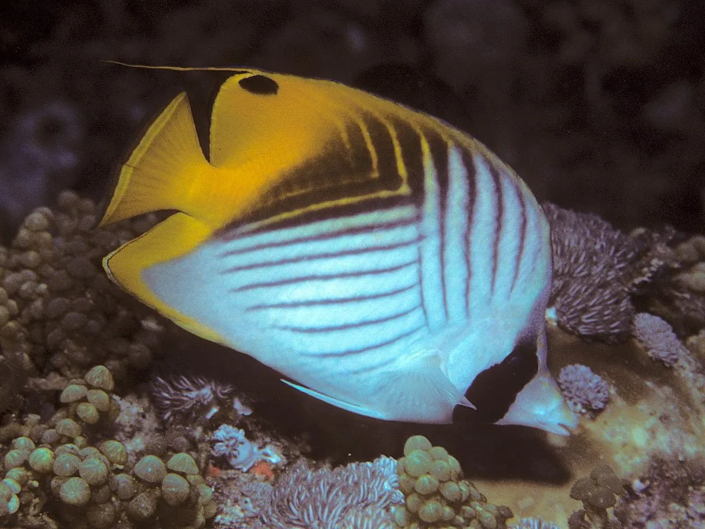 A threadfin butterflyfish over coral on a reef off Pemba, the clear water and healthy reefs that make the island the archipelago's top diving.