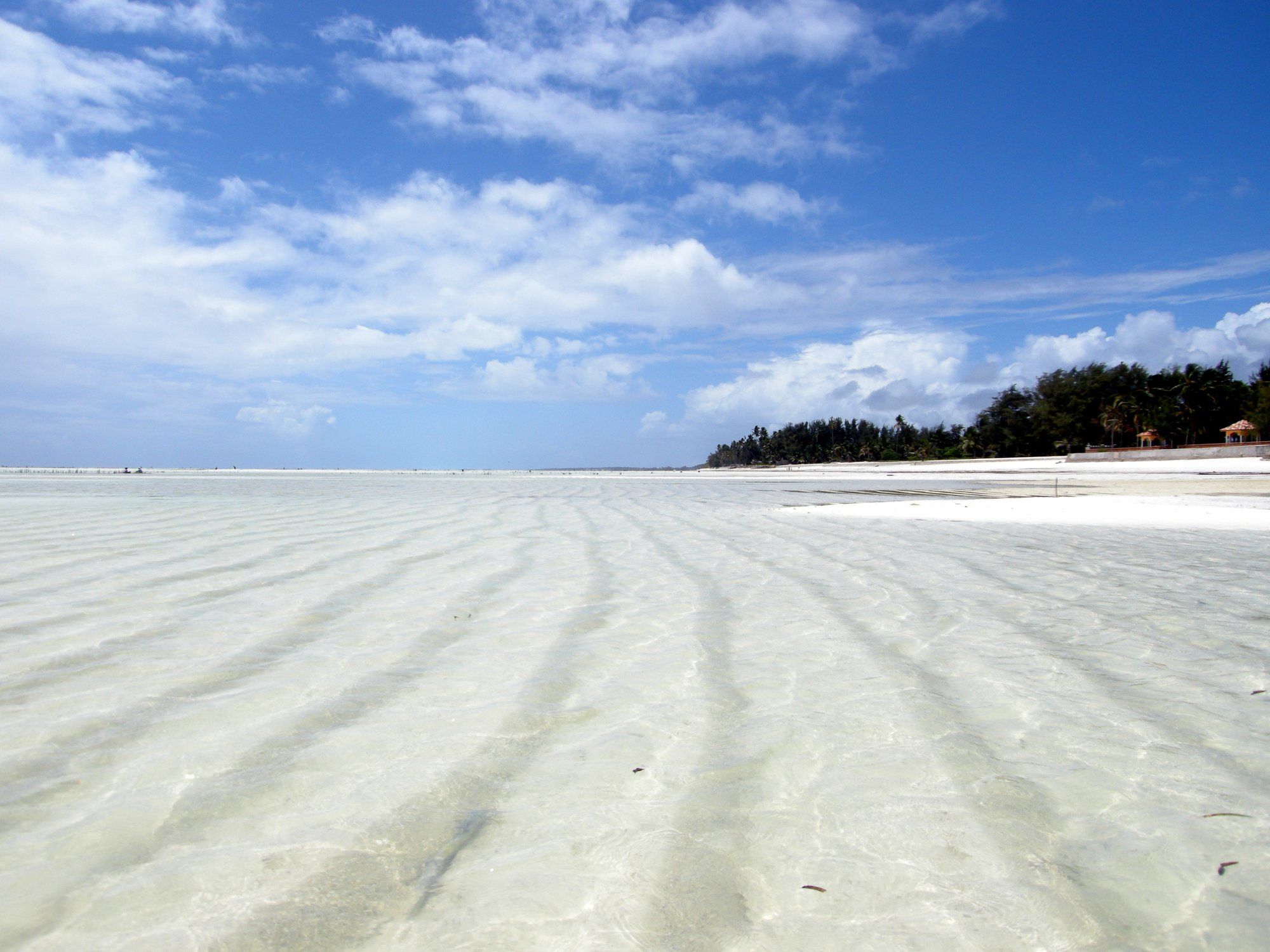 Low tide on Zanzibar's east coast: the sea has drawn back across a wide rippled sand flat under shallow clear water, the palm-lined shore a long walk away, the tide pattern that shapes east-coast beach days.
