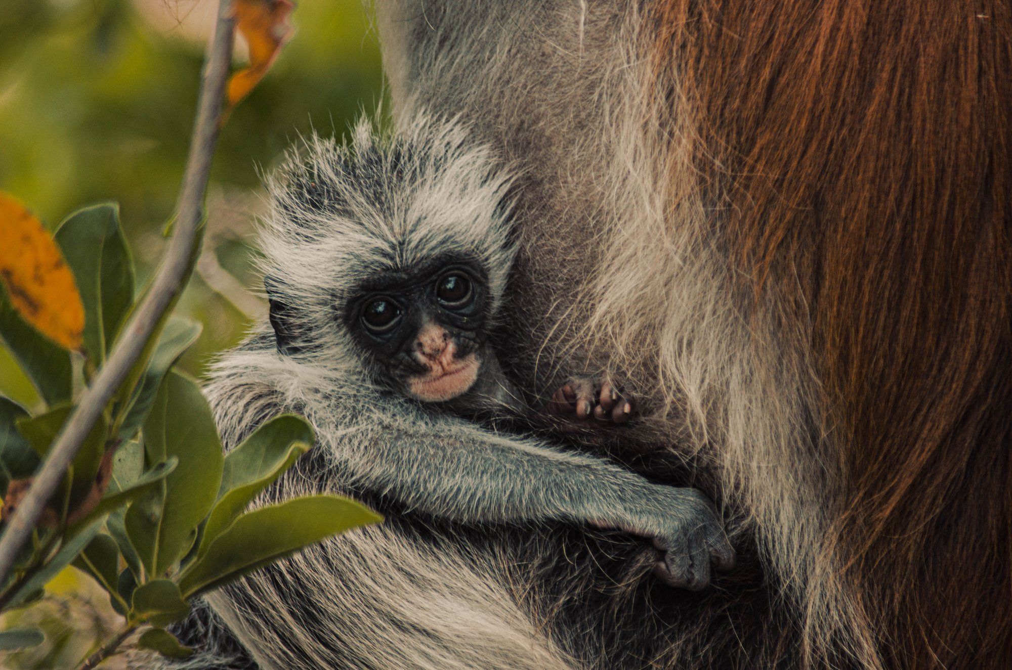 A Zanzibar red colobus, the endemic monkey found only on the island, cradling its infant in the forest at Jozani, the island's easiest wildlife encounter.