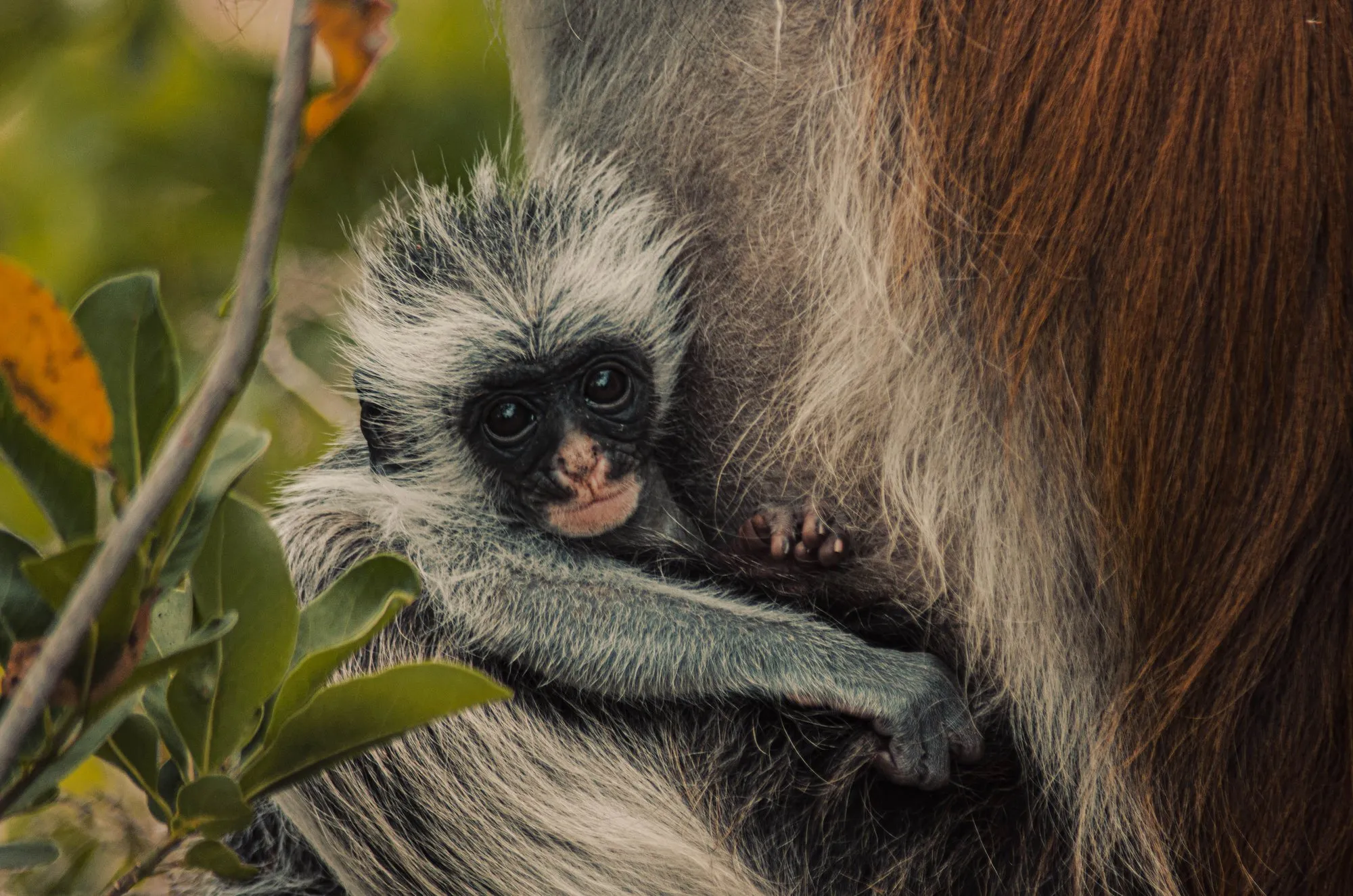 A Zanzibar red colobus, the endemic monkey found only on the island, cradling its infant in the forest at Jozani, the island's easiest wildlife encounter.