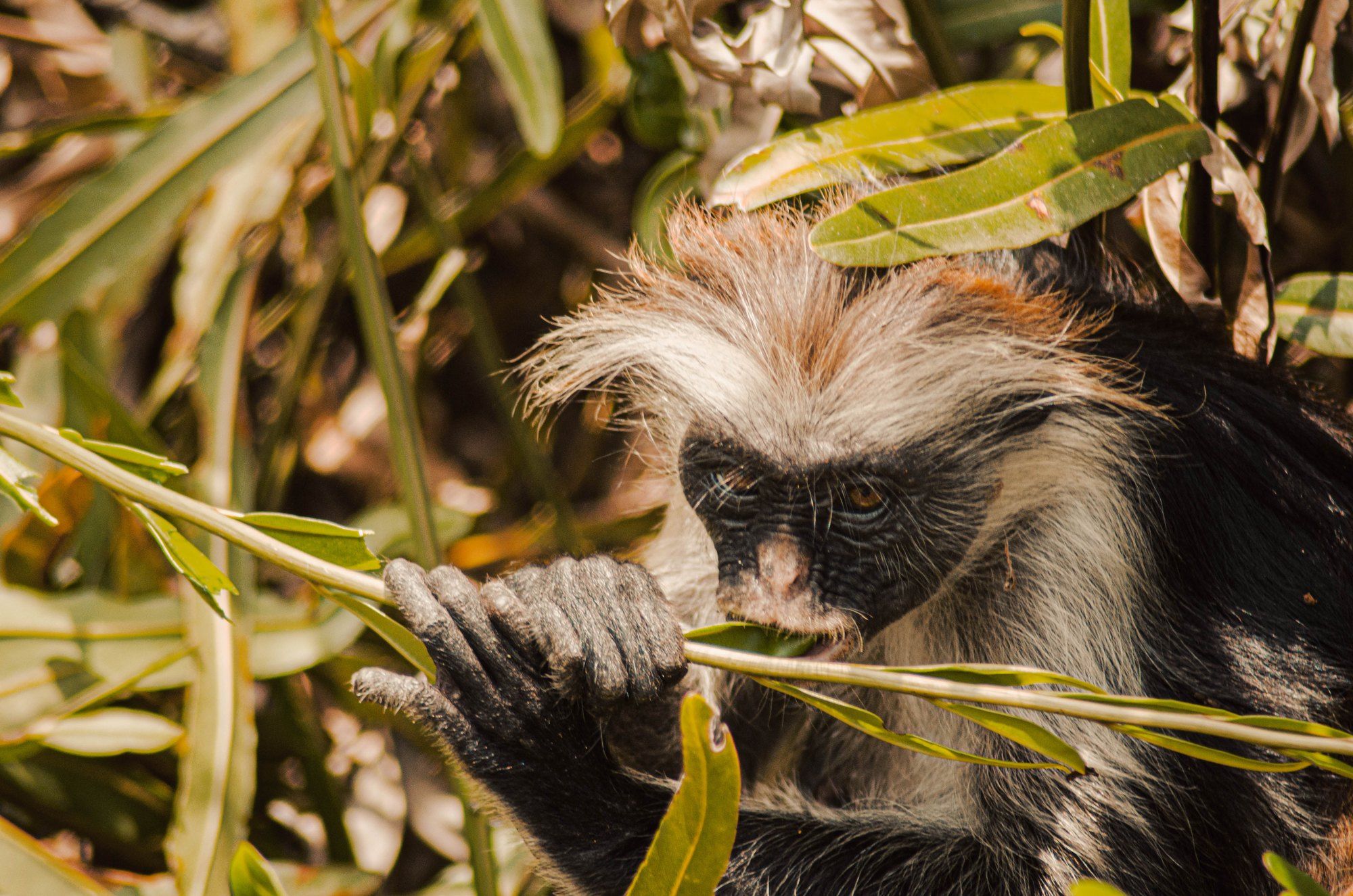A Zanzibar red colobus, the endangered monkey found only on the island, feeding in the forest at Jozani National Park.