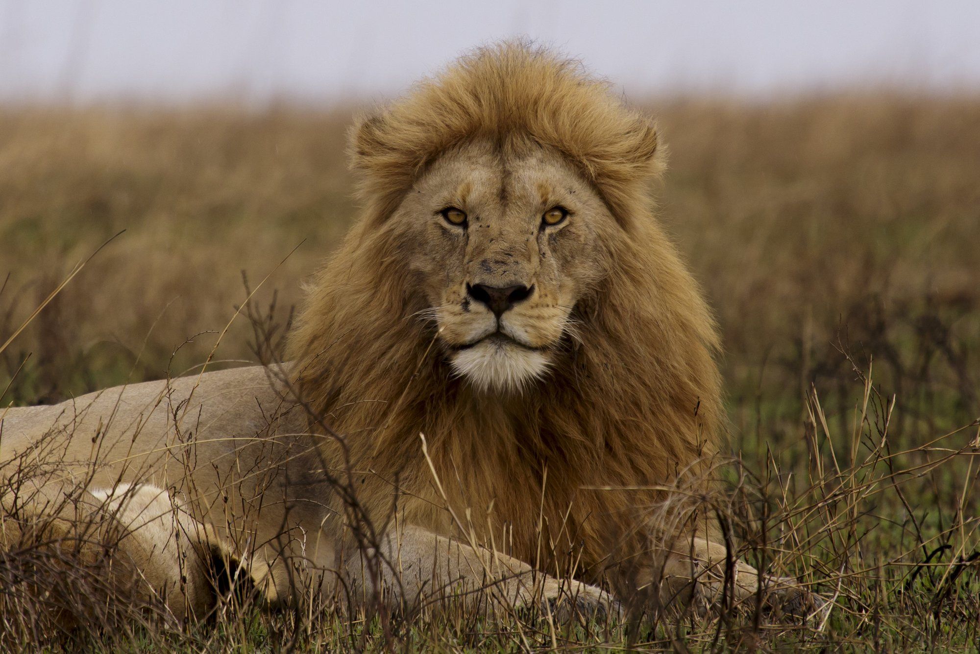 A wild male lion resting in the grass in the Serengeti, Tanzania, the big-cat and open-plains country that anchors a mainland safari.
