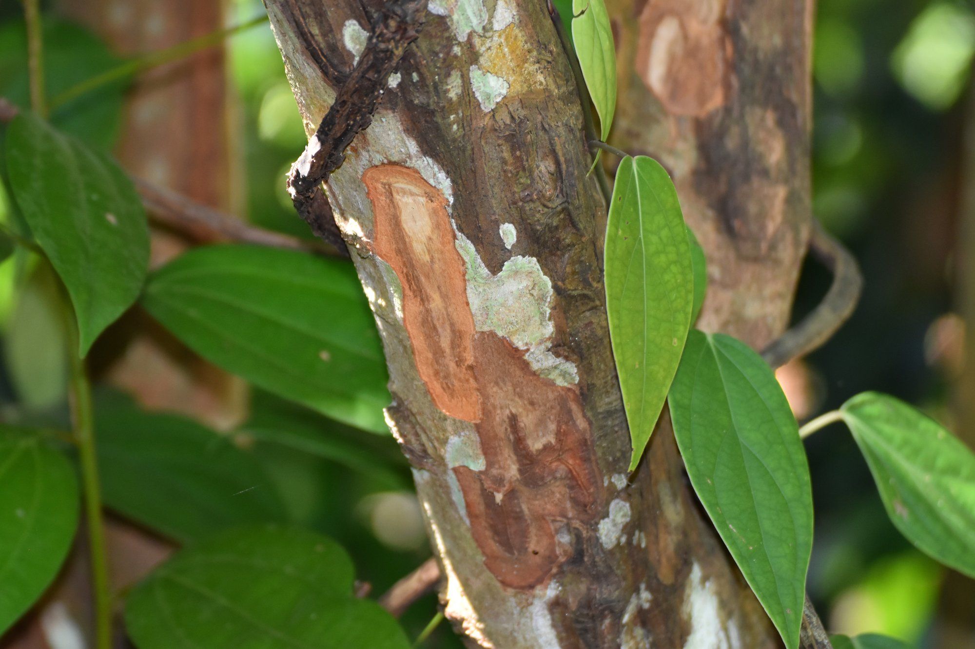 Cinnamon bark freshly scraped from a tree trunk to show the reddish spice layer on a Zanzibar spice farm, one of the hands-on tasting stops on a spice tour.