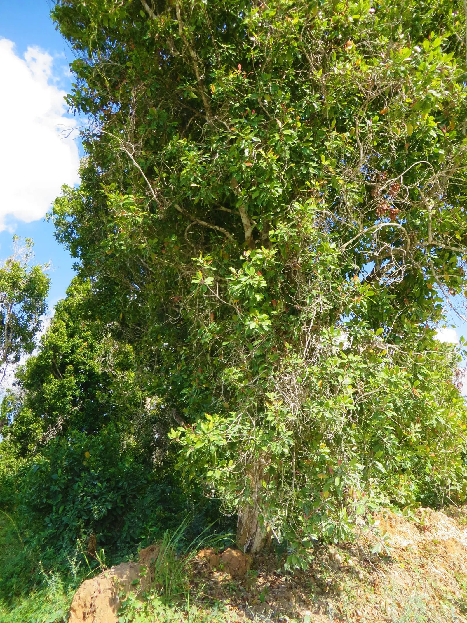 A dense, leafy clove tree on Pemba, the spice that made the island the archipelago's clove heartland.