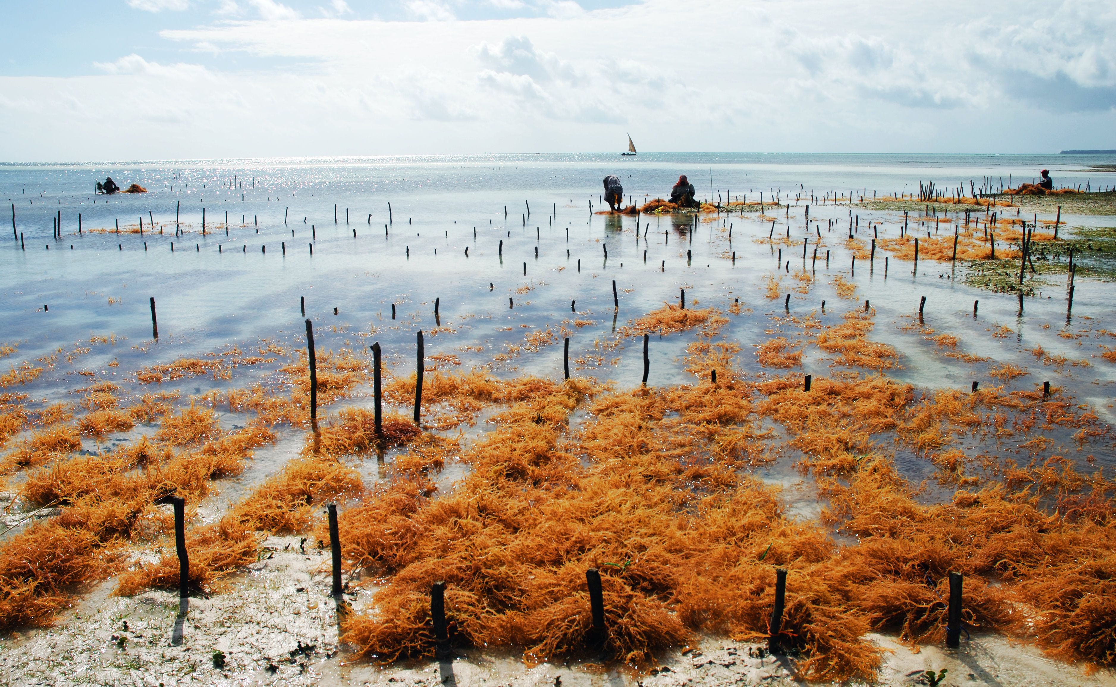 Seaweed farming at low tide on the Uroa shore, rows of orange seaweed staked across a mirror-flat lagoon with farmers tending the lines and a dhow on the horizon, on Zanzibar's east coast.