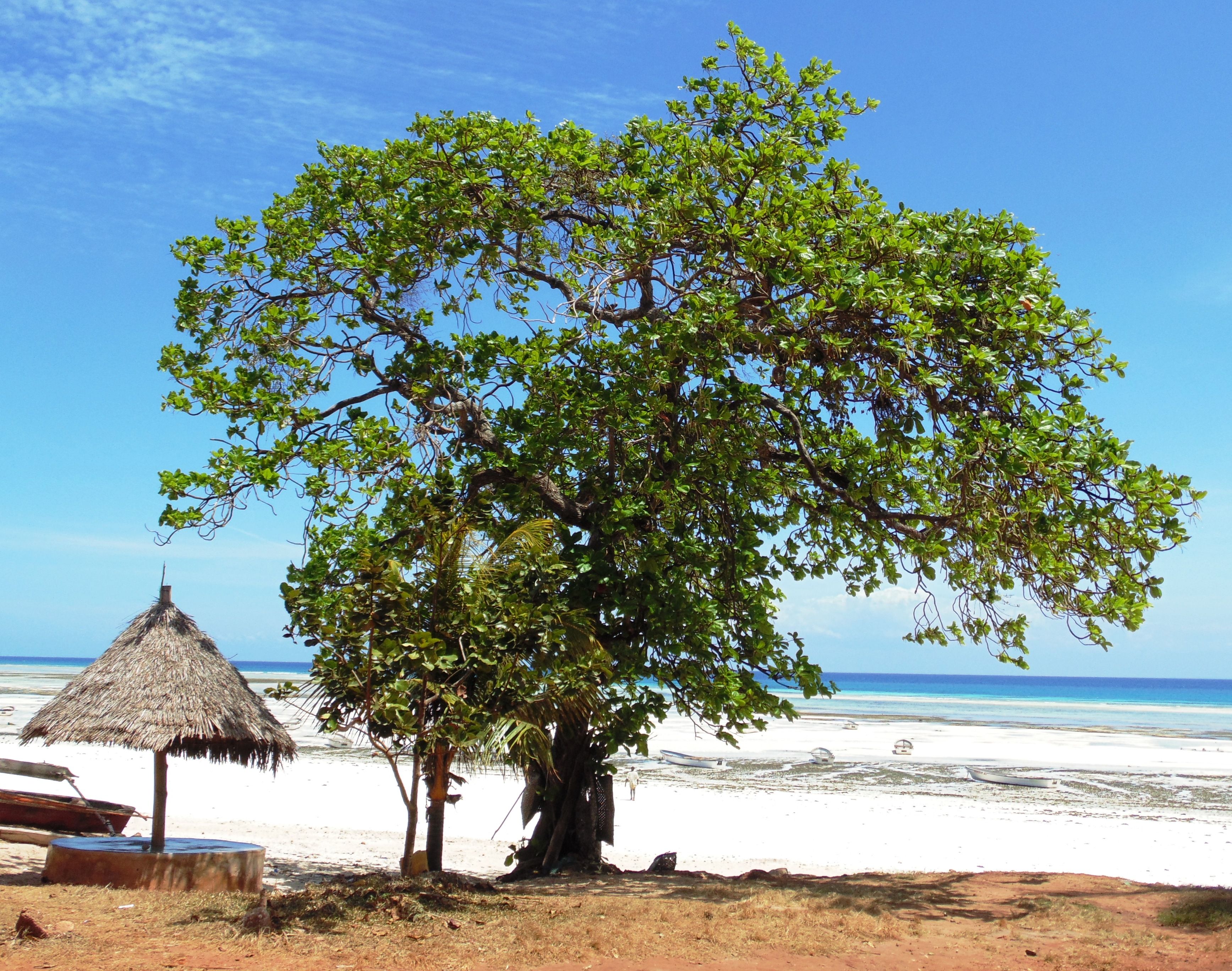 A broad shade tree and a thatched sun shelter on the wide white low-tide beach at Kizimkazi on Zanzibar's far south coast, small fishing boats out on the sand and turquoise water beyond.