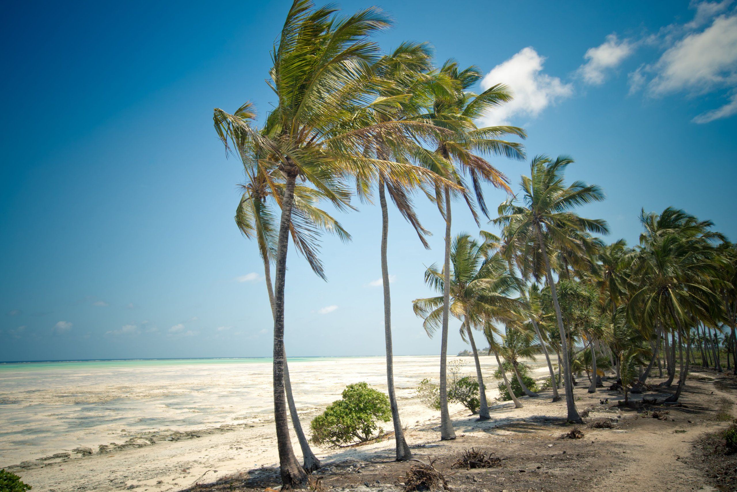 A row of wind-bent coconut palms along a bright white-sand beach on Zanzibar's east coast, the shallow reef flat part-exposed at low tide under a clear blue sky, the quiet tide-swept shore typical of the northeast.